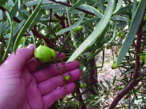Sandalwood nuts grow on Connie and Marty Winch-Buist&rsquo;s Greenhills property in Western Australia.