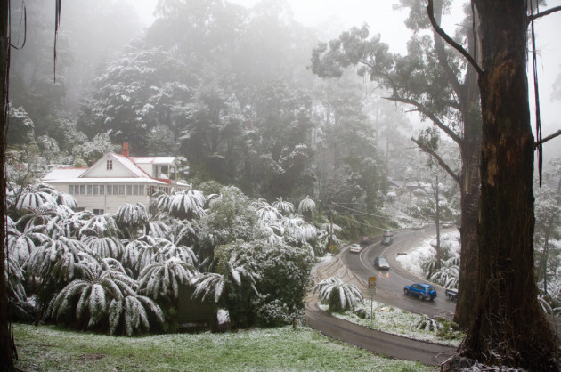 Sassafras, VIC. &copy; Andrew Chapman.