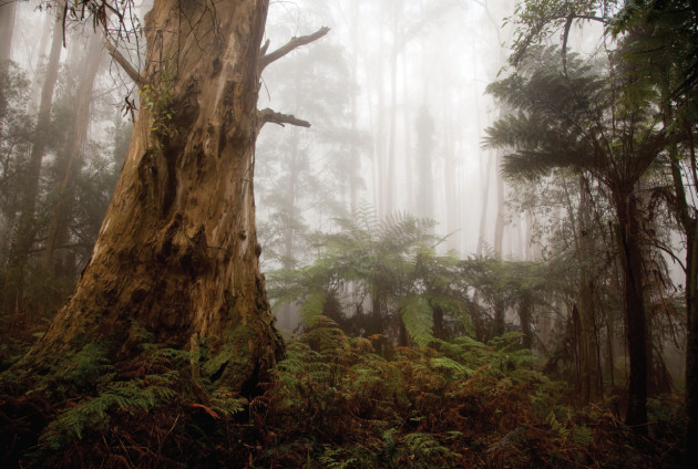 Sherbrooke Forest, VIC. &copy; Andrew Chapman.
