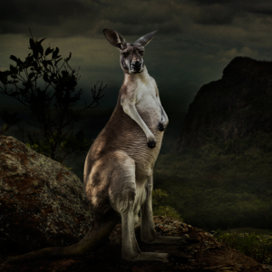 Image by Dasha Riley, 2nd place winner in the Australia category at the 2016 Sony World Photography Awards.
