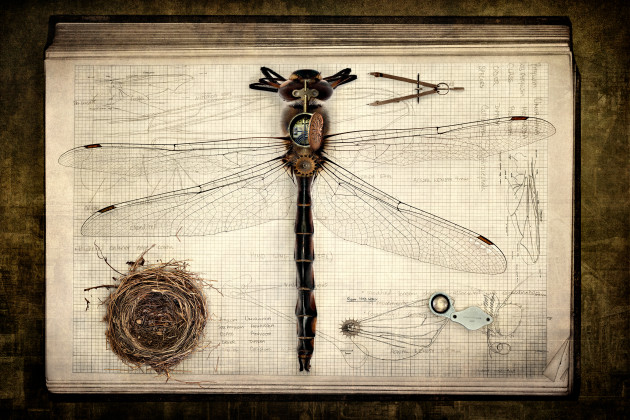 &copy; Suellen Saidee Cook