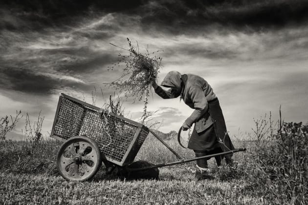 &copy; Jeremy Woodhouse, UK. Winner &ndash; Best Single Image in a
Mankind Portfolio.
Coltesti, Romania. This elderly woman was cutting grass
from a small plot to feed her livestock.