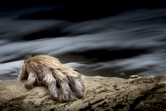 &copy; Johan Siggesson, Sweden. WINNER - WILDLIFE (SINGLE IMAGE CATEGORY). Jigokudani, Yudanaka, Japan. Photographing the Snow Monkeys in Hell Valley in Japan is easy. They are everywhere, they are close and they are not afraid. I noticed that if I composed the image in a certain way it would look like an almost human-like creature is climbing up from below.