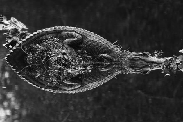 &copy; Kyle Adler, USA. Joint Runner-up, Wildlife & Nature. 
This alligator lay out in the middle of the waterway seeking what little sunshine was offered on a cloudy December day as we sailed by.