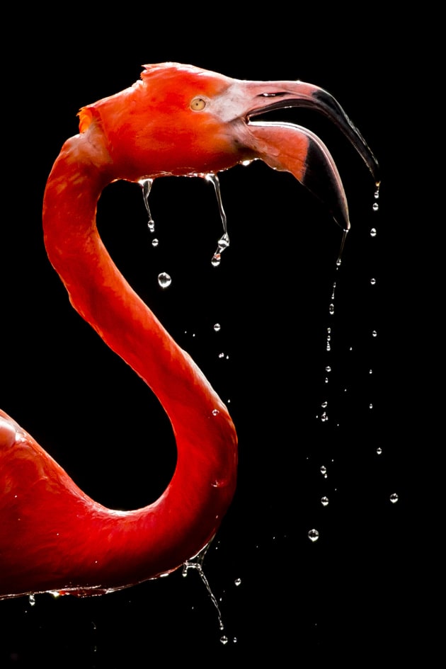 &copy; Magdal&eacute;na Strakov&aacute;, Czech
Republic. Special Mention, Wildlife & Nature.
Prague Zoo, Prague, Czech Republic This flamingo was photographed early in the morning in January, when few
people visit.