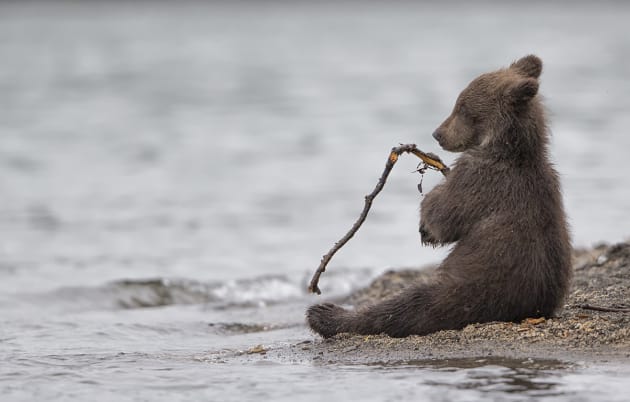 &copy; Marco Urso, Italy. Special Mention, Wildlife & Nature
Kamchatka, Russia. The young cubs like to play. This one
was having fun with a small stick. After biting it, he relaxed for a few seconds, looking like a little fisherman.