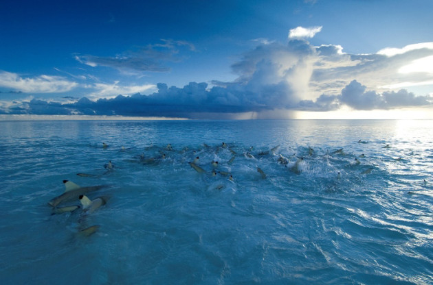 Photo: Thomas Peschak, National Geographic.