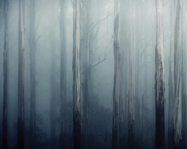 Toolangi Forest, VIC. &copy; Brent Lukey.