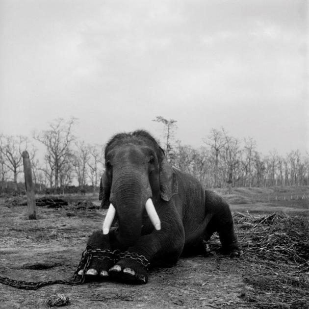 Conservation photography. &copy; Patrick Brown.