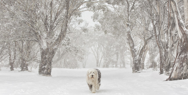 Image by Kerry Martin APP AAIPP.