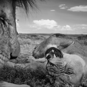 The 2014 Wildlife Photographer of the Year was Michael Nicholls, who captured this stunning image of a pride of lions.
