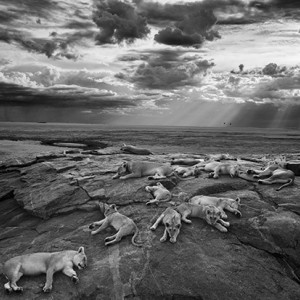 Michael Nicholls followed a pride of lions on the African Serengeti for six months to capture his winning image.