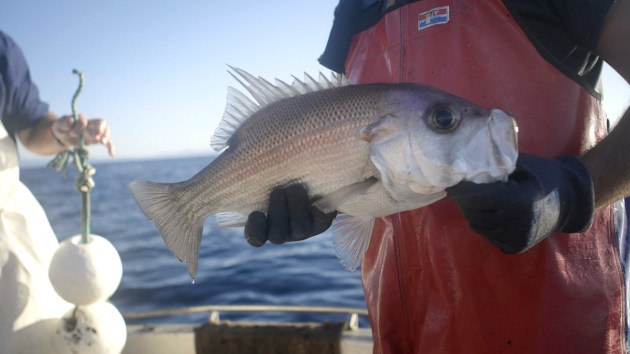 Seafood Industry Australia says its whole-of-industry Export Market Strategic Plan is a first for the sector, capitalising on cohesion forged during Covid. (Image source: Seafood Industry Australia)