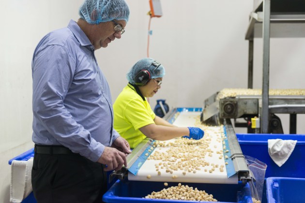 Marquis Macadamias CEO Larry McHugh looks on as a staff member hand sorts the macadamias.
