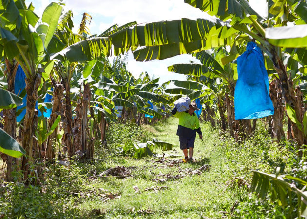 Perfection Fresh has bought the company that makes the Red Tip Ecoganic banana and its determined to revive the category with this and two other new varieties.