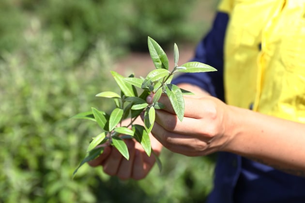 Organic lemon myrtle. Image: Australian Native Products