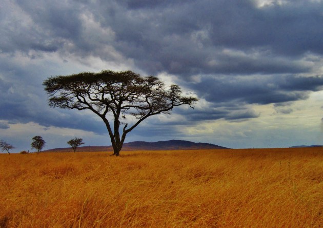 Barrett Communications have recently been awarded a contract to supply the Tanzania Wildlife Management Authority with HF radio communications for their national parks and conservation areas. Mariamichelle via Pixabay