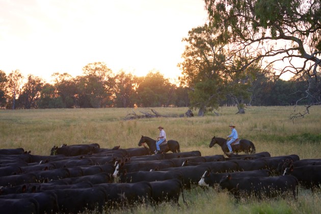Adam and Andrew Marriot, pictured at Maxjem in Benalla, will be supplying Coles Carbon Neutral Beef,