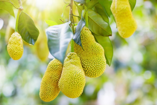 AgriFutures Australia is investing $1 million in a project to develop the processed jackfruit industry. Image: AgriFutures Australia