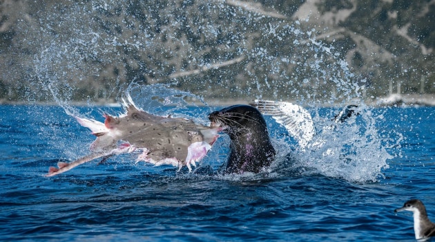 A New Zealand fur seal tears apart a rough skate in the waters of New Zealand, while seabirds gather for the scraps. Unable to swallow such large prey whole, the seal throws the skate repeatedly to break it into smaller pieces. Photographed from a kayak. | Allan Cronin / Ocean Photographer of the Year