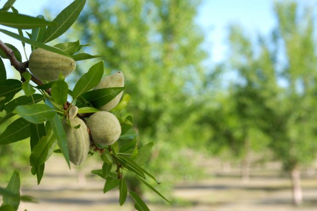 The Australian almond industry is on track to enjoy a &ldquo;much better year in 2024&rdquo;, Rabobank reports in its latest global Five-year Almond Market Outlook. Image: Getty