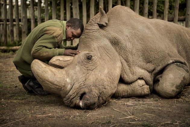 &copy; Ami Vitale. Wildlife keeper Joseph Wachira comforts Sudan, the last living northern white rhino on the planet, moments before his death of natural causes on March 19, 2018 at Ol Pejeta  Conservancy in northern Kenya. He died surrounded by love, together with the people who committed their lives to protecting him. From the moment, almost twelve years ago, when I first heard about the bold plan to airlift four of the last Northern White Rhinos from Safari Park Dv&ouml;r Karlove Zoo in the Czech Republic back to Africa, until today, when Najin and Fatu, his daughter and granddaughter, are the last two remaining of their kind, this story has shaped the lives of countless dedicated keepers, scientists & conservationists.