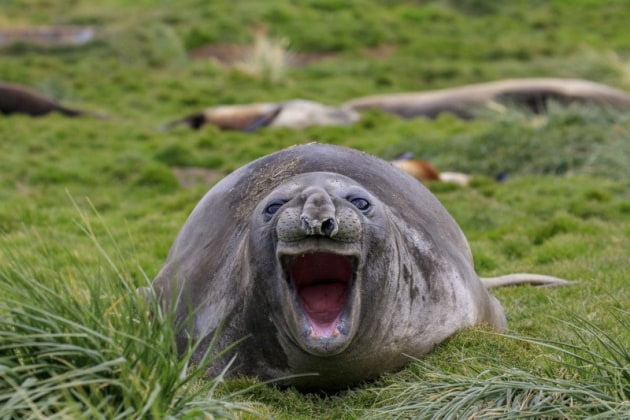 Guffaw! &copy; Amy Kennedy.