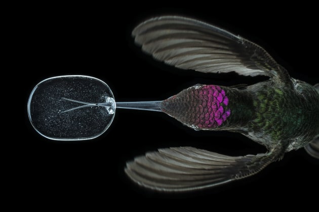 &copy; Anand Varma. The forked tongue of this Anna&rsquo;s hummingbird can be seen through the glass vessel from which it&rsquo;s drinking artificial nectar. To fuel their energetic flight, hummingbirds may consume more than the equivalent of their body weight in nectar each day, via a tongue that makes a sipping motion up to 15 times a second. To keep the birds healthy in captivity, the artificial nectar they&rsquo;re fed contains protein powder and other nutrients, seen here as white specks.