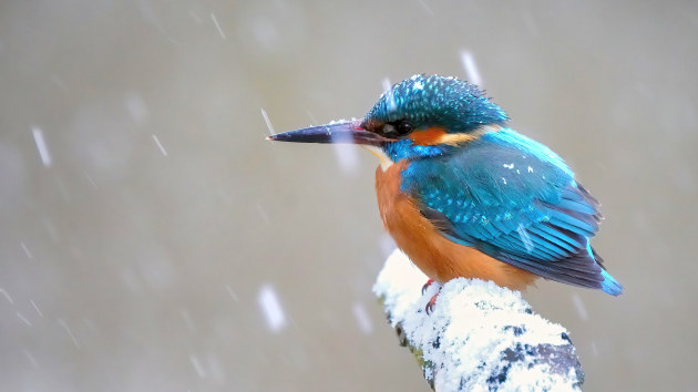 Andrew Dunshee, Kingfisher in winter