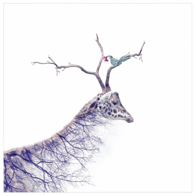 Thinking outside the frame. &copy; Angie Connell.
