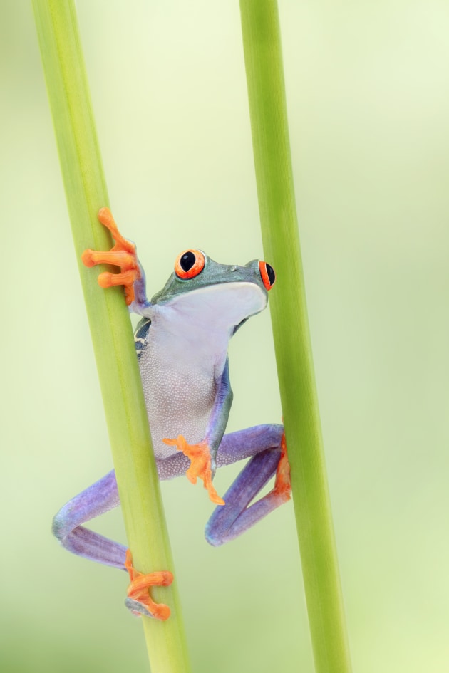 &copy; Renee Doyle. Runner-up &ndash; Animal, Australasia's Top Emerging Photographers 2022.