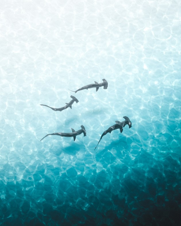 &copy; Phil De Glanville. Winner &ndash; Animal, Australasia's Top Emerging Photographers 2022.
