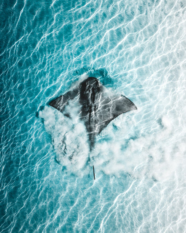 &copy; Phil De Glanville. Winner &ndash; Animal, Australasia's Top Emerging Photographers 2022.
