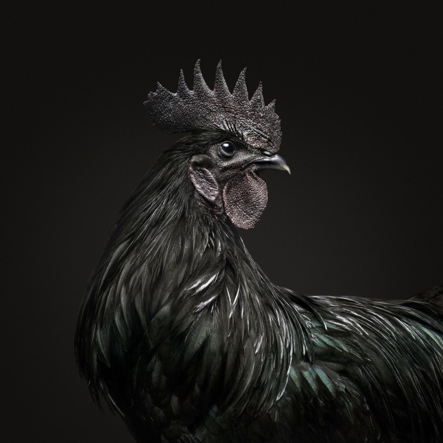 &copy; Randal Ford