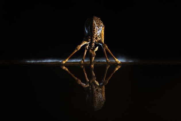 Ann & Steve Toon, UK. Shompole Conservancy, Kenya Masai giraffe .
This image was captured at the Shompole overnight hide in Kenya's Rift Valley. Located in a very arid area, the hide attracts a wide range of animals, including lots of giraffe.