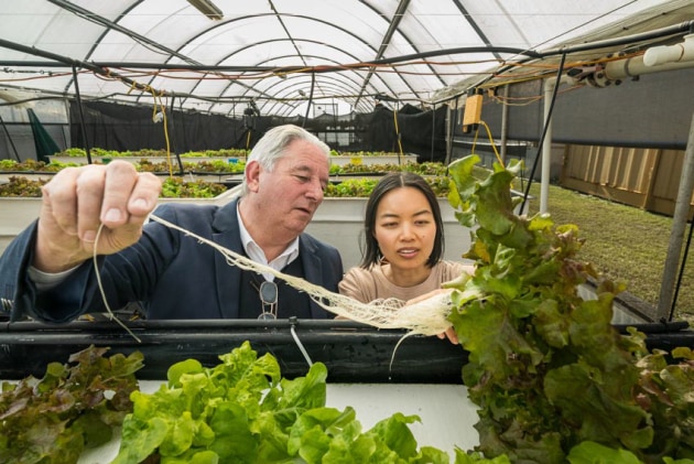 CSIRO Agriculture and Food Business Researcher, Dr Ha Truong (right) conducted a series of trials with Food Recycle (CEO Norm Boyle pictured left) to determine the viability of a food waste diet for Jade Perch, with fish waste nutrients then being recycled for aquaponics to grow leafy greens.
Source: Food Recycle