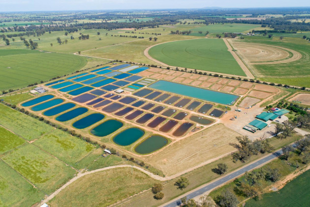 Aquna&rsquo;s Murray cod is grown in open ponds that mimic its natural environment.
Image: Aquna