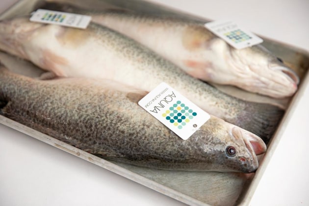 Aquna Sustainable Murray Cod