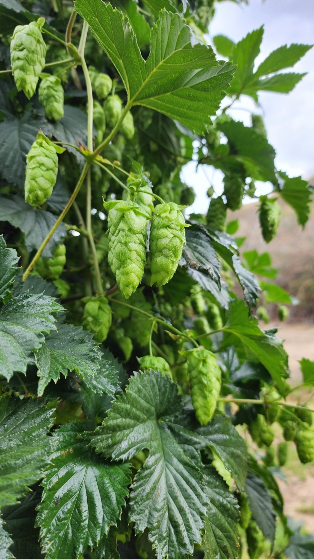 Made with fresh hops from Tasmania, Cascade Brewery is marking its 200th anniversary with its limited-edition First Harvest beer. First hops beers can only be made once a year, with the beer having to be brewed less than a day after the hops are picked fresh off the bine (a long, flexible stem of a climbing plant) in March.