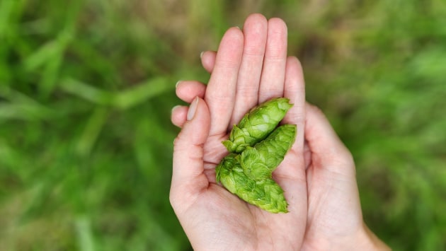 Made with fresh hops from Tasmania, Cascade Brewery is marking its 200th anniversary with its limited-edition First Harvest beer. First hops beers can only be made once a year, with the beer having to be brewed less than a day after the hops are picked fresh off the bine (a long, flexible stem of a climbing plant) in March.