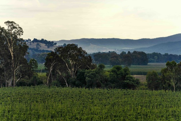 Made with fresh hops from Tasmania, Cascade Brewery is marking its 200th anniversary with its limited-edition First Harvest beer. First hops beers can only be made once a year, with the beer having to be brewed less than a day after the hops are picked fresh off the bine (a long, flexible stem of a climbing plant) in March.