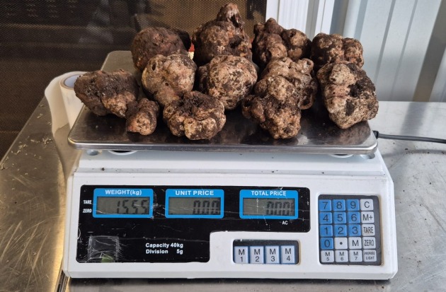 Aust Truffle Traders first Australian white truffles.