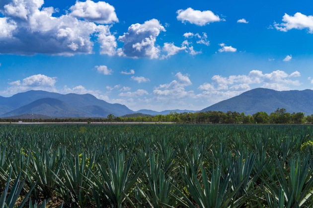 Top Shelf International's 374-hectare agave farm has more than 600,000 blue weber agave plants.