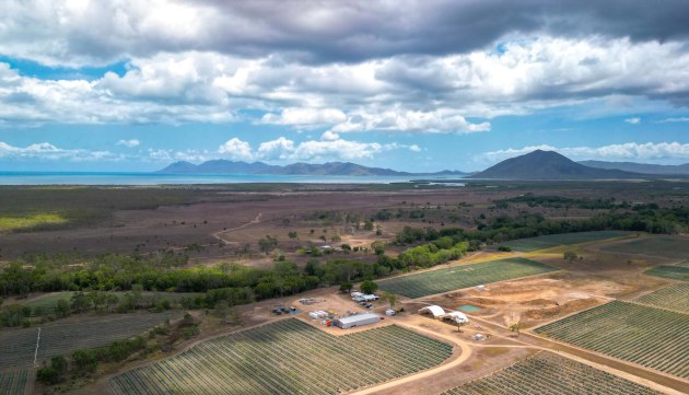 Top Shelf International's 374-hectare agave farm, Eden Lassie, and distillery are between Airlie Beach and Bowen, Queensland.