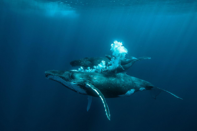 Wildlife category winner, Karim Iliya, Haiku, USA.