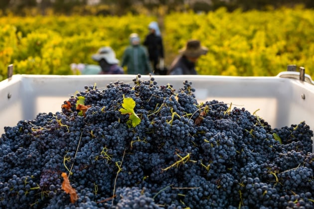 The results of the eighth annual James Halliday Grenache Challenge have been announced, with the Penny&rsquo;s Hill 2023 Single Vineyard Grenache coming out on top.
Source: Beresford Estate