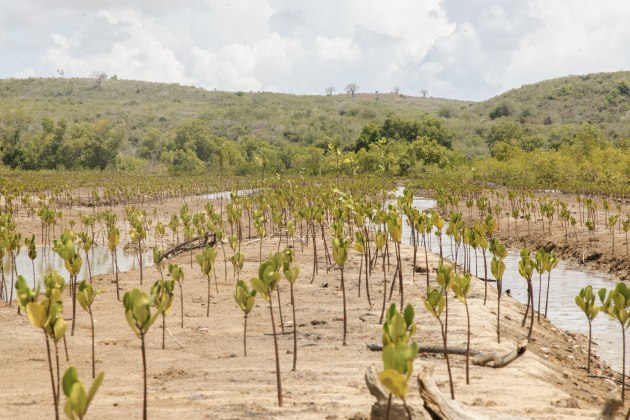 BioPak partners with veritree to fund 60,000 trees