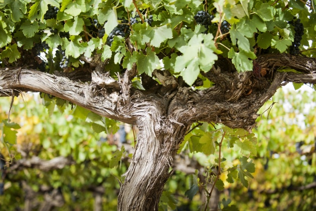 Casella Family Brands has joined global collaborative platform, Sustainable Wine Roundtable (SWR).