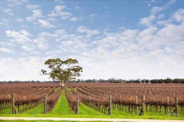 Treasury Wine Estates is selling more than 1000 hectares of vineyards in South Australia, including this 488-hectare property near Bordertown and four Langhorne Creek sites across around 520 hectares. (Source: Colliers)