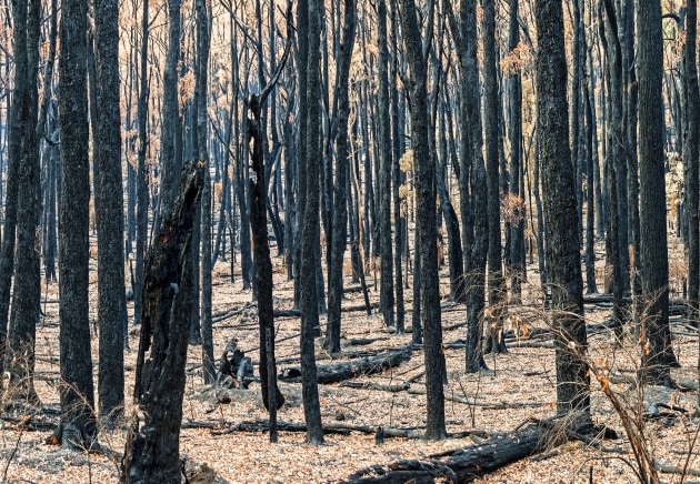 Bushfire consequences: Virgin tree stocks which produce kraftliner take major hit
